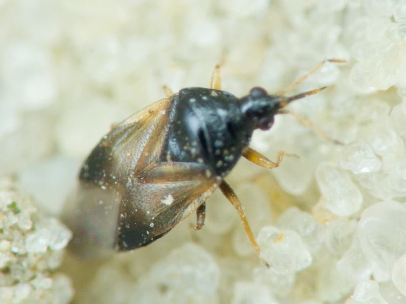 Anthocoridae Fieber, 1837